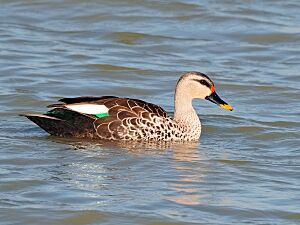 Indian Spot-billed duck