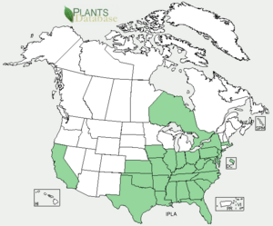 Ipomoea lacunosa distribution