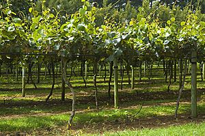 Kiwi Fruit Orchard n