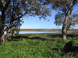 Lake Cooloongup seen from Mandurah Road, August 2019 01.jpg