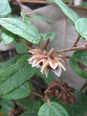 Lasiopetalum macrophyllum.jpg