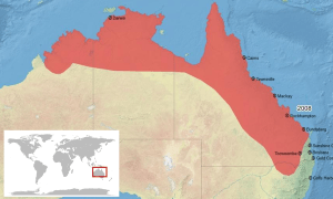 Litoria inermis map-fr.svg