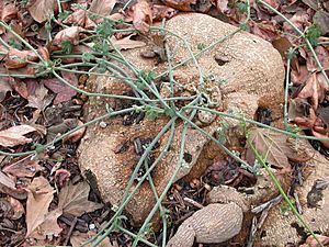 Marah macrocarpa root 2004-02-23