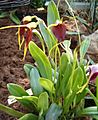 Masdevallia weberbaueri OrchidsBln0906