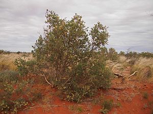 Melaleuca lasiandra tree.jpg