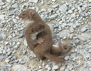 Mustela nivalis (two, fighting)