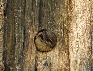 Nesting White-cheeked Barbet