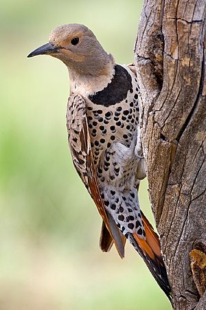 Northern Flicker.jpg