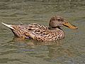 Northern Shoveler female RWD2