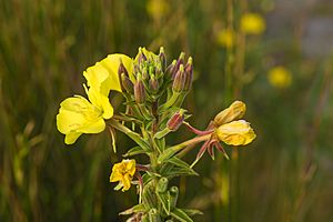 Oenothera biennis, Vic-la-Gardiole 01.jpg