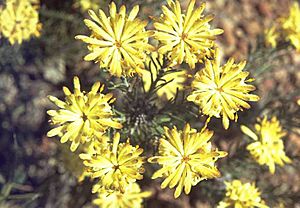 Petrophile brevifolia.jpg