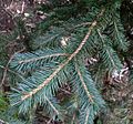 Picea chihuahuana 2.jpg