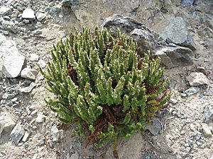 Polystichum lemmonii (1).jpg