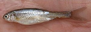 Rio Grande silvery minnow 2.jpg