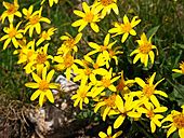 Rock Groundsel