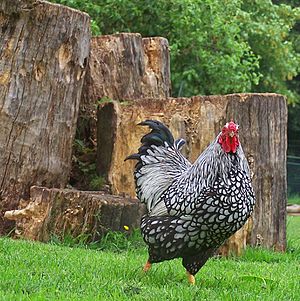 Silver-laced Wyandotte rooster.jpg