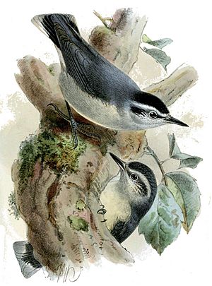 SittaWhiteheadiKeulemans2