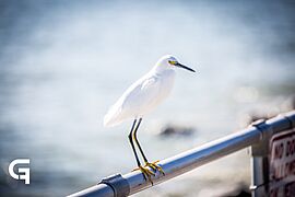 Snowy Egret (Bird 1 of 2)