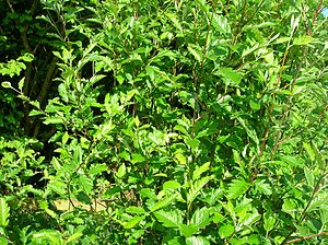 Sorbus pseudofennica.JPG