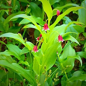 Streptopus lanceolatus blooms