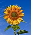 Sunflower sky backdrop