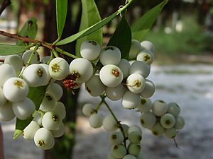 Syzygium gratum fruits.jpg