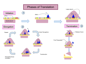 Translation drawing- Carina Huerta