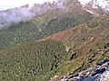 Treeline In The Tararuas