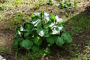 Trillium angustipetalum clump.jpg