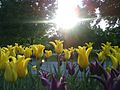 Tulip flowers