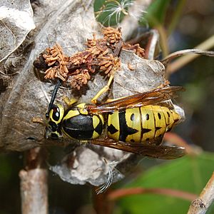 Vespula pensylvanica-Queen-1