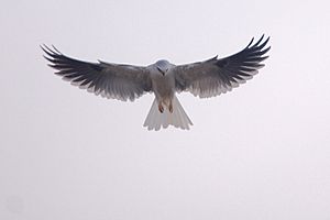 White-Tailed Kite