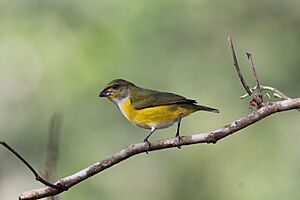 Yellow-throated Euphonia (Euphonia hirundinacea) (7223095834)