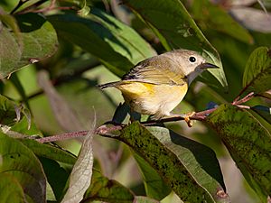 Young female Nashville Warbler (6219549745)