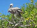 (Pelecanus occidentalis) Tortuga Bay on the Island of Santa Cruz, Galápagos