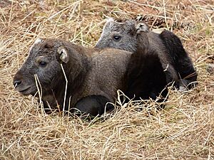 063 - Baby Takin (Thimphu)