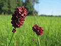 20150830Sanguisorba officinalis2