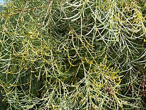 Acacia calamifolia