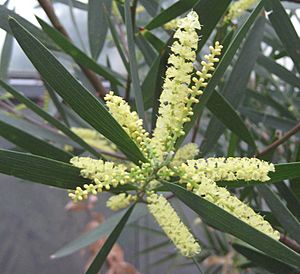 Acacia longifolia 03