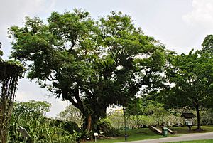 Adenanthera pavonina, SBG