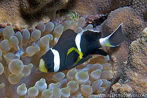 Amphiprion mccullochi juvenil