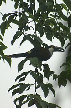 Andigena nigrirostris -Colombia-4