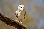 AndrewMercerIMG 6865 BarnOwl