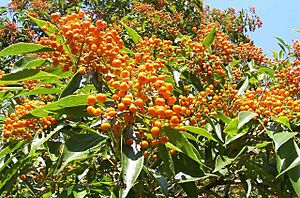 Auranticarpa rhombifolia Mt Keira Gardens.jpg