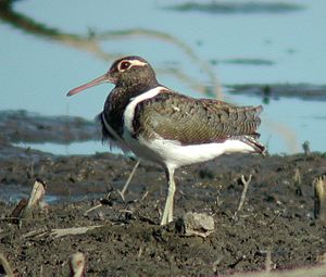 Australian Painted-Snipe female Nov02