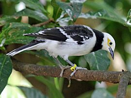 Black Collared Starling RWD4