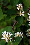 Blutrote Felsenbirne (Amelanchier sanguinea) 5868.JPG