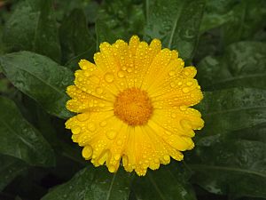 Calendula officinalis 01