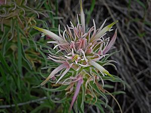 Castilleja sessiliflora1.jpg