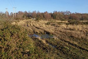 Chudleigh Knighton Heath (geograph 2198848)